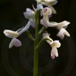 Anacamptis longicornu