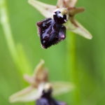 Ophrys incubacea