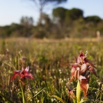 Serapias neglecta