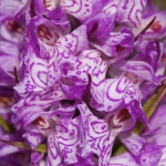 Dactylorhiza maculata