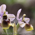 Ophrys aprilia