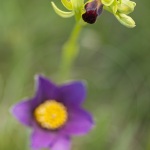 Ophrys sulcata
