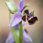 Ophrys scolopax