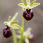 Ophrys exaltata ssp. marzuela