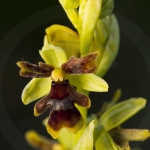 Ophrys aymoninii