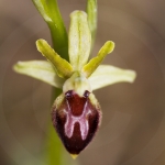 Ophrys provincialis