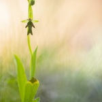 Ophrys mouche en plein pied - Ophrys insectifera