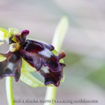 Ophrys mouche lusus présentant plusieurs labelles - Ophrys insectifera