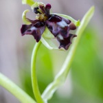 Ophrys mouche lusus présentant plusieurs labelles - Ophrys insectifera