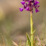 Orchis bouffon