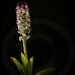 Orchis brûlé