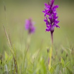 Orchis de Traunsteiner (Dactylorhize) - Dactylorhiza traunsteineri