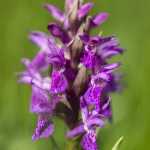 Orchis des Alpes (Dactylorhize) - Dactylorhiza alpestris