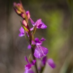 Orchis des marais - Anacamptis palustris