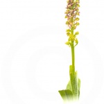 Orchis homme-pendu