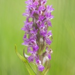 Orchis incarnat