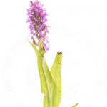 Orchis incarnat