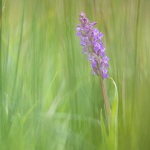 Orchis incarnat