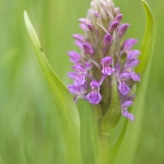 Orchis incarnat (Dactylorhize) - Dactylorhiza incarnata