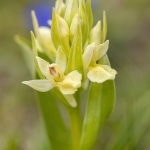 Inflorescence d'Orchis sureau - Dactylorhiza sambucina