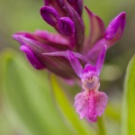 Inflorescence d'Orchis sureau forme rouge - Dactylorhiza sambucina var. rubra