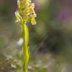 Orchis sureau