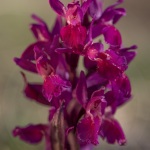 Orchis sureau