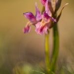 Orchis sureau