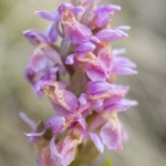 Orchis sureau