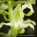 Platanthera chlorantha