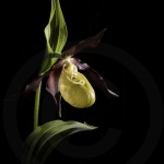 Sabot de Vénus sur fond noir - Cypripedium calceolus