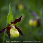 Sabot de Vénus - Cypripedium calceolus