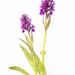 Orchis des Alpes - Dactylorhiza alpestris