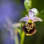 Ophrys bourdon