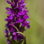 Orchis des Alpes