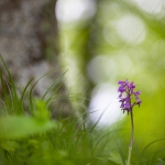 Orchis mâle