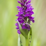 Orchis des Alpes - Dactylorhiza alpestris