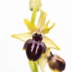 Ophrys de la passion