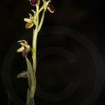 Ophrys passionis