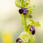 Ophrys sulcata