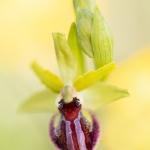 Ophrys passionis