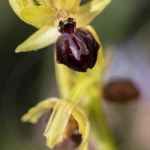 Ophrys de la passion