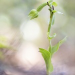 Epipactis à feuilles pendantes