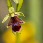 Ophrys aymoninii