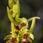 Ophrys aymoninii