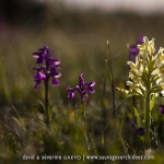 Dactylorhiza sambucina