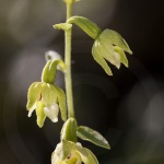 Epipactis à feuilles pendantes