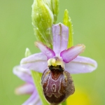 Ophrys aveyronensis