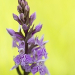 Orchis de Fuchs - Dactylorhiza fuchsii