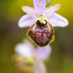 Ophrys aveyronensis